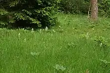 Photographie en couleurs d'une lisière forestière fortement enherbée d'où se détachent des inflorescences blanches et des rosettes de feuilles unifoliées ainsi que deux très jeunes Épicéas en plein développement. Au deuxième plan se trouvent un grand Épicéa au feuillage sombre et aux jeunes pousses claires ainsi que le tronc d'un Pin à l'écorce saumonée.