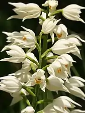 Photographie en couleurs en vue rapprochée d'une tige abondamment fleurie de fleurs blanches.