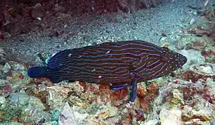 Serranidae, Mérou cephalopholis formosa