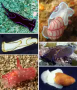 Divers Cephalaspidea