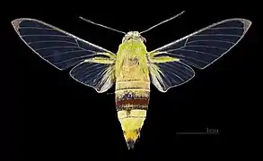 Face dorsale de la femelle(coll.MHNT)