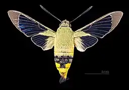 Face dorsale (coll.MHNT)