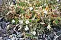 Cerastium arcticum à l'ouest de Longyearbyen