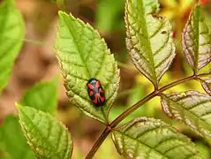 Cercopis Vulnerata