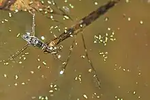 Un juvénile de C. brevipes avec une proie (Gerridae).