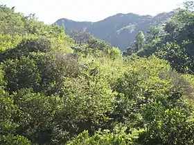 Bejuma (paroisse civile)