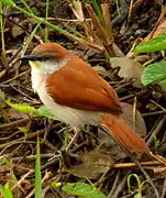 Synallaxe au sol, parmi des feuilles mortes et des brindilles