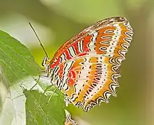 Cethosia biblis