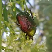 Cétoine de Carthame (Cetonia carthami (en))