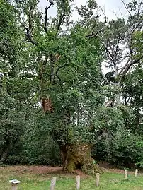 Chêne de Cantaure l'été