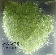 Chaetomorpha crassa.