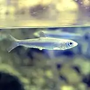 Chanos chanos (Chanidae).