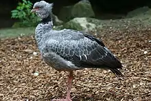 Kamichi à collier (chauna torquata ou chajá).