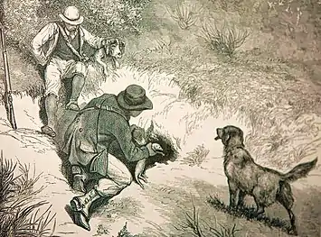 Chasse au furet (milieu du XIXe siècle).