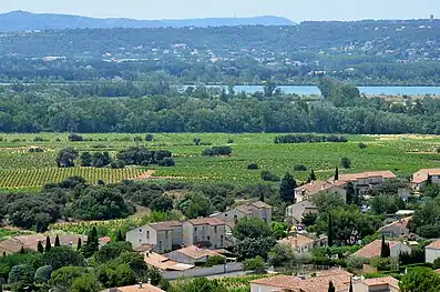Vignoble de Châteauneuf-du-Pape, à l'arrière plan le Rhône.