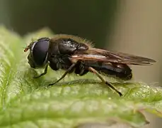 Cheilosia nebulosa (mâle)
