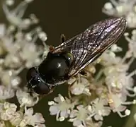Cheilosia scutellata (femelle)