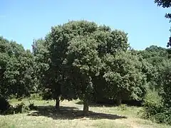 La chêneraie-liège de la réserve.