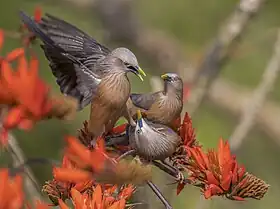 Trois étourneaux à tête grise en train de se disputer dans le parc national de Satchari, Bengladesh. Février 2018.
