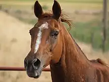 Gros plan sur la tête d'un cheval alezan en alerte présentant une liste.