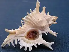 Chicoreus damicornis