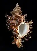 Chicoreus torrefactus