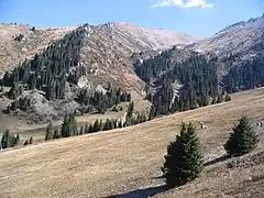 Chimbulak en automne, piste au milieu de forêts d'épicéas de Schrenk, altitude 2650 mètres.