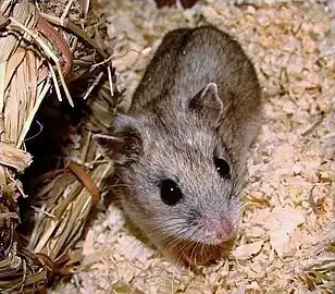 Hamster de Chine (Cricetulus griseus)
