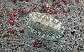 Chiton tuberculatus