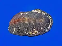 Acanthopleura gemmata