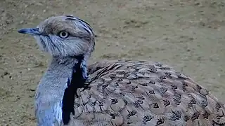 Ménagerie du jardin des plantes - Paris/France
