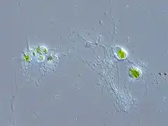 Chlorarachnion reptans (Rhizaria, Cercozoa), Chlorarachniophyte.