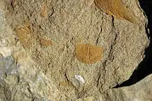 Fossile de Chonetes sp.