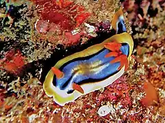 Chromodoris hamiltoni