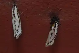 Chrysalides d'Acraea terpsicore.