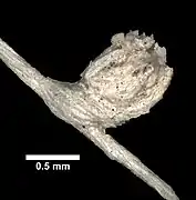 Chrysogorgia fewkesii