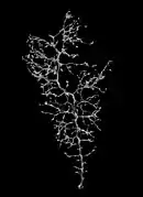 Chrysogorgia laevorsa