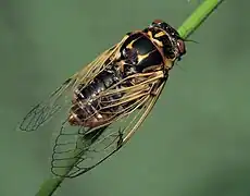 Cicadatra platyptera.