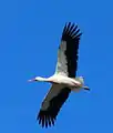 Une cigogne volant au-dessus du Parc des oiseaux.