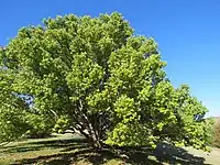 Cinnamomum camphora (autre plante-hôte)