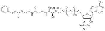 Structure du Cinnamoyl-CoA