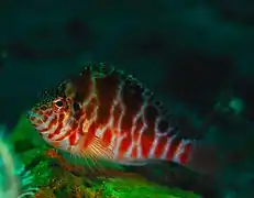 Cirrhitichthys oxycephalus