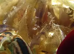 Cirripèdes de la famille des Poecilasmatidae sur les branchies d'une exuvie de crabe.