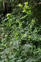 Plant de Cirse maraîcher fleurissant à mi-ombre.