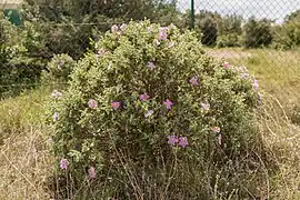 Cistus albidus (Ciste cotonneux)