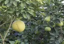 Citrus maxima, plante-hôte