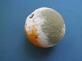 Image illustrative de l’article Pourriture grise