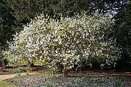 Poncirus (Lee Valley Regional Park (en))