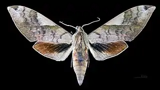 Clanis bilineata bilineata Face dorsale du mâle (coll.MHNT)