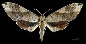 Clanis bilineata formosana Face dorsale de la femelle (coll.MHNT)